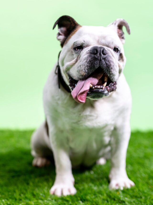 toughest dog breeds