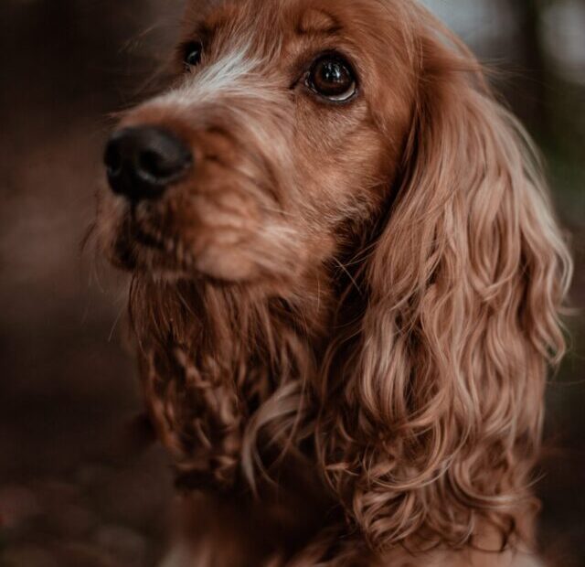 kajetan-sumila-vdAYvGOzXEY-unsplash