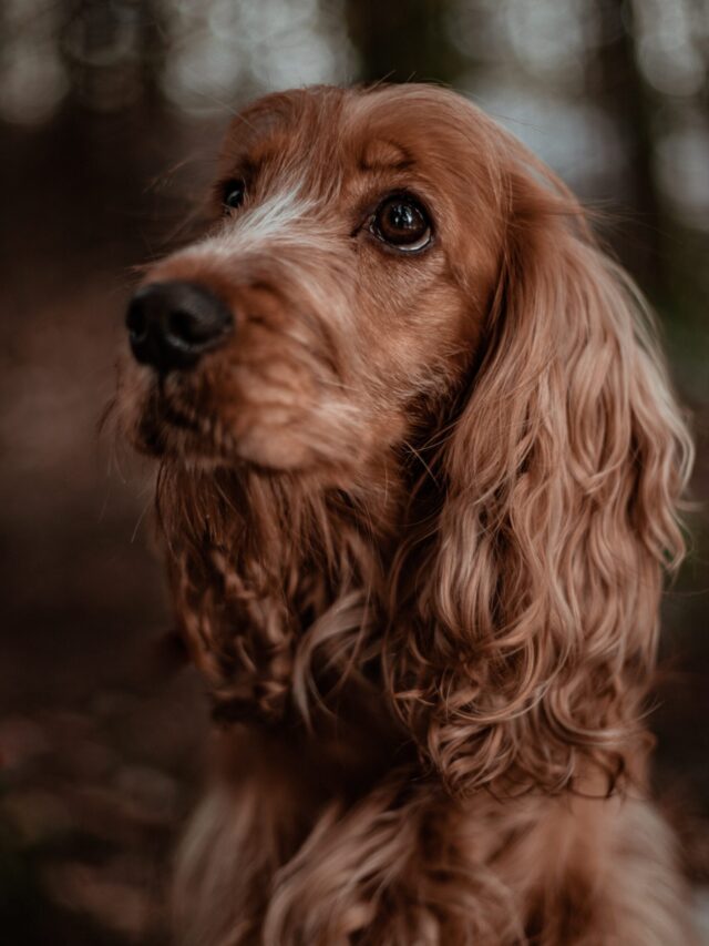 Breeds of Brown Dogs