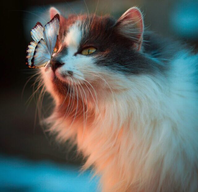 karina-vorozheeva-rW-I87aPY5Y-unsplash