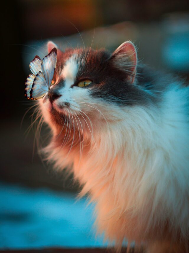 The Most Intelligent Cats