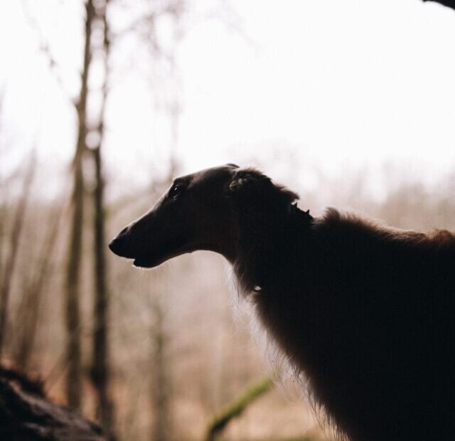 karolina-wv-i1Znvi_bVSY-unsplash