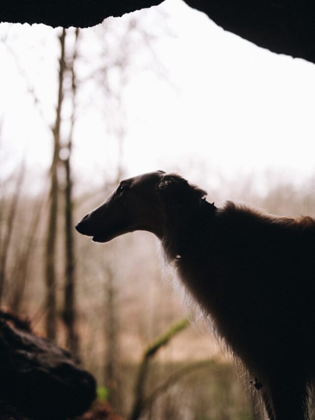 Best Tall Dog Breeds in the World