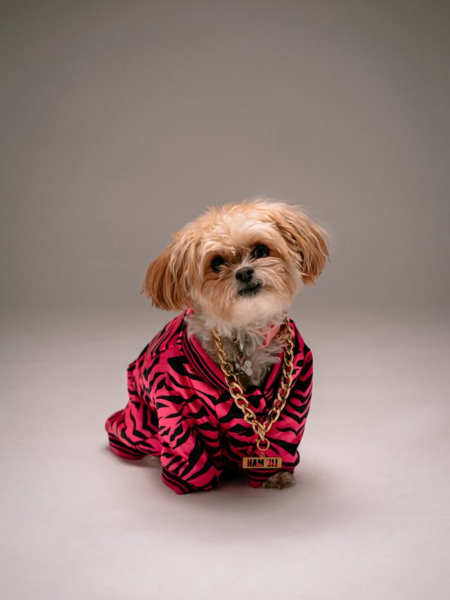 Shortest-lived dog breeds