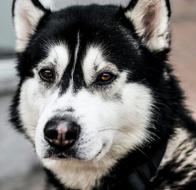 kieran-white-NKN25UfGfkQ-unsplash