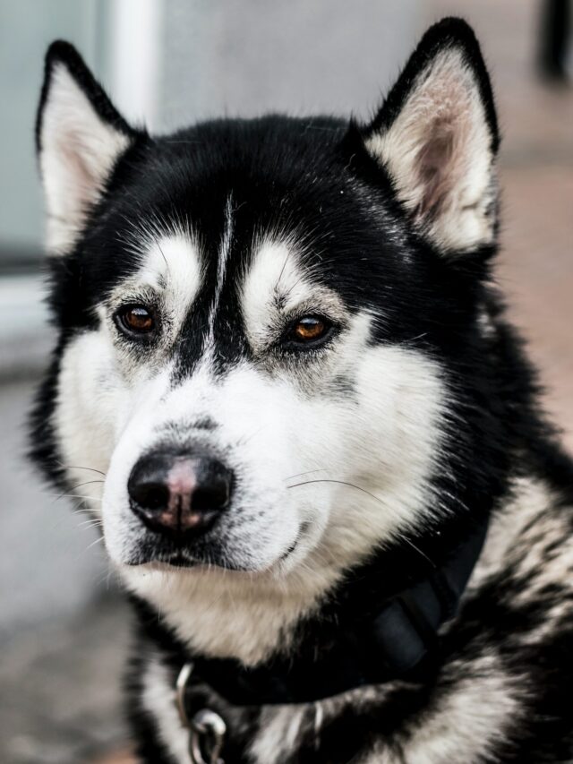 Why Your Dog Lies to You
