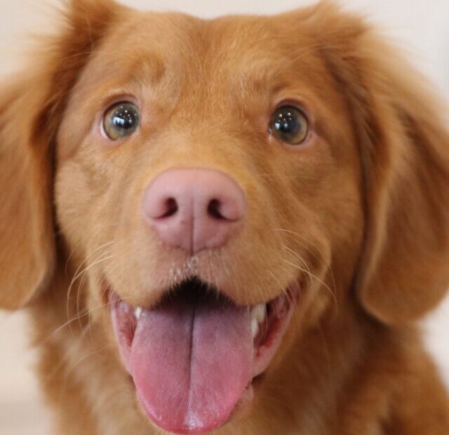 laula-co-sICtHYZzt_s-unsplash