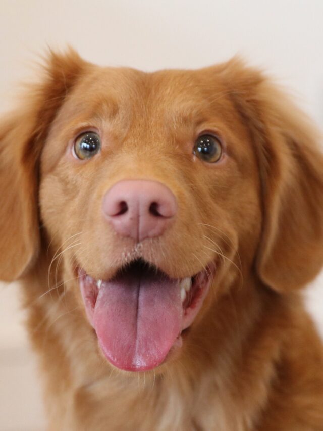 Interesting Data Regarding Canines