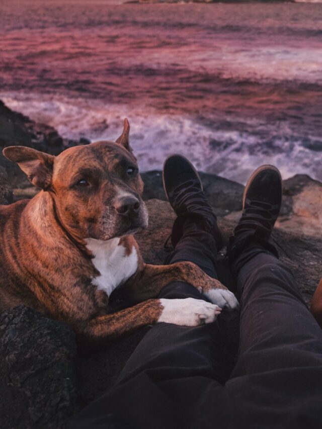 Best Dog Breeds for Cuddling (PART -2)