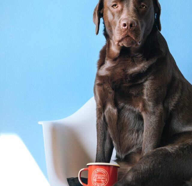 lucrezia-carnelos-0liYTl4dJxk-unsplash