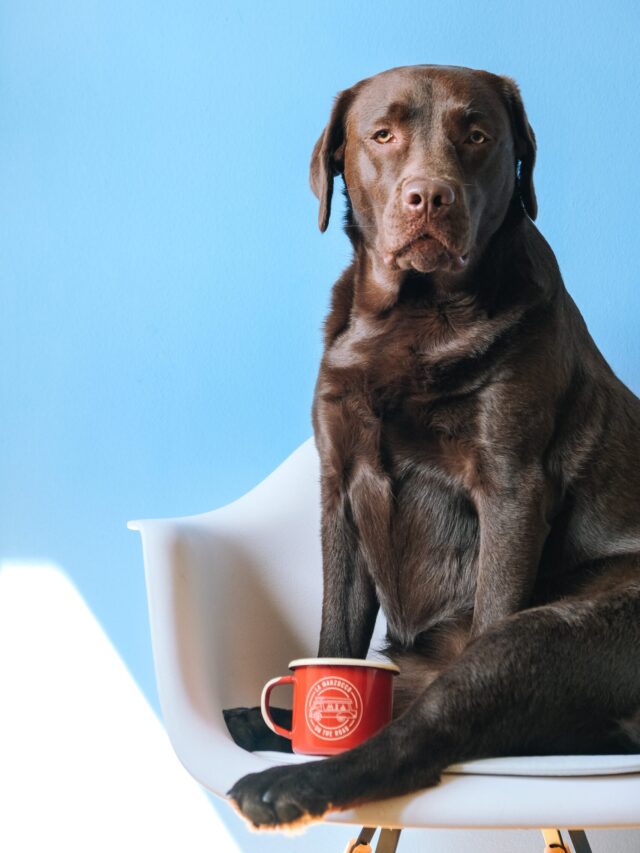 Experts’ Hardest Dogs to Train