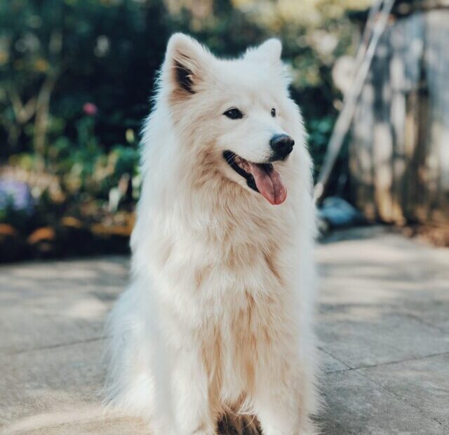 lui-peng-ybHtKz5He9Y-unsplash
