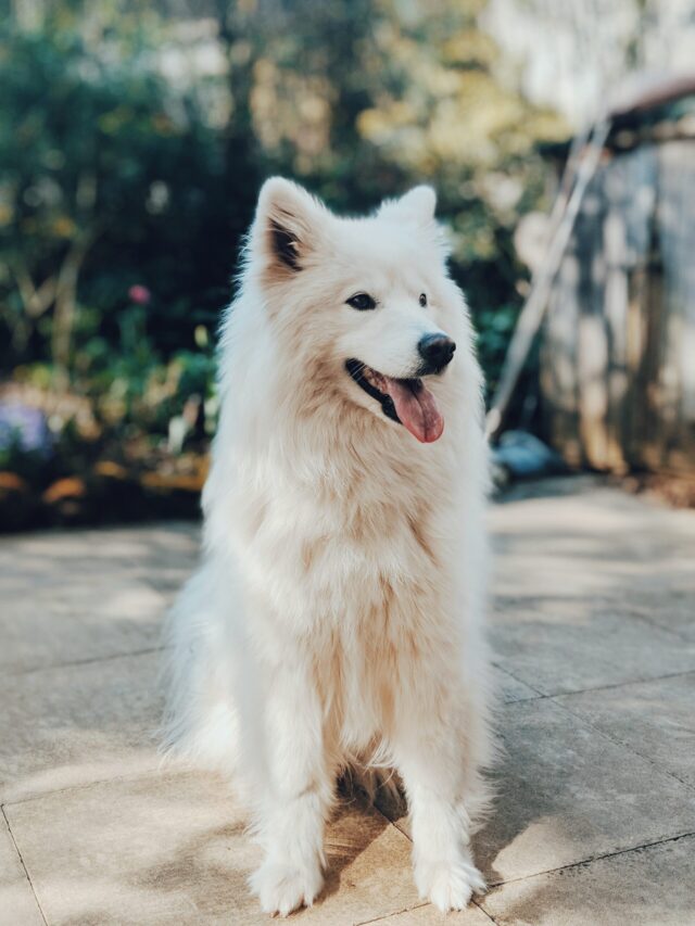 What are the healthiest dog breeds to choose?