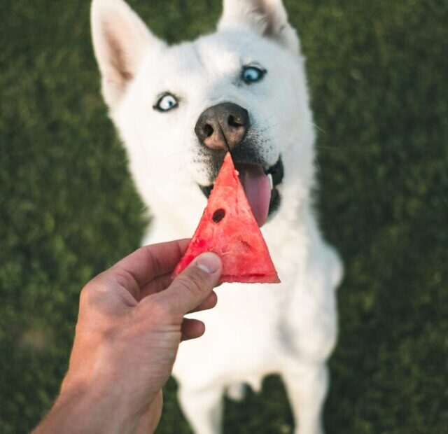 marek-szturc-dFgtAO0qBVk-unsplash