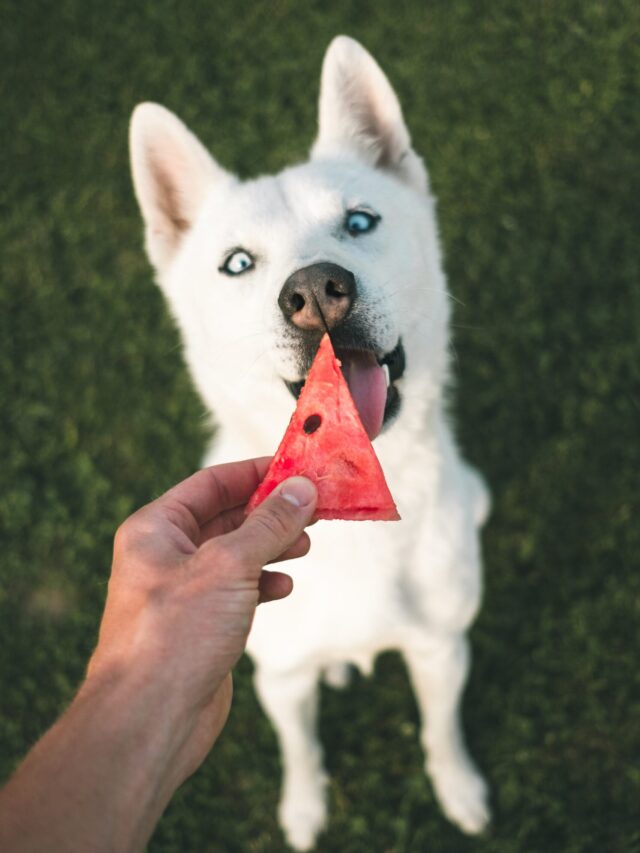 Can dogs eat any specific fruits?