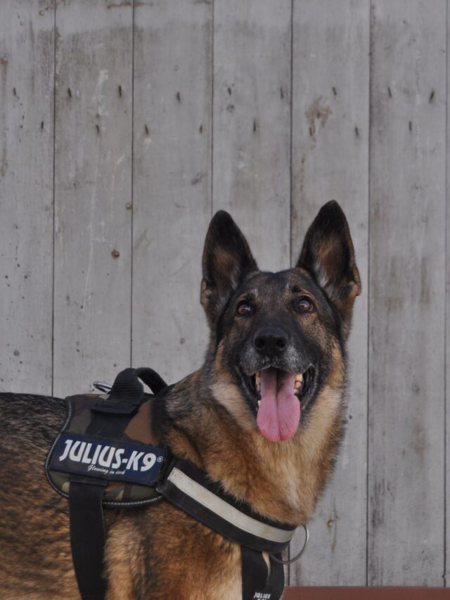 types of dogs that have attacked the most people