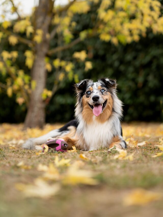 Most Common Types of Large Dogs