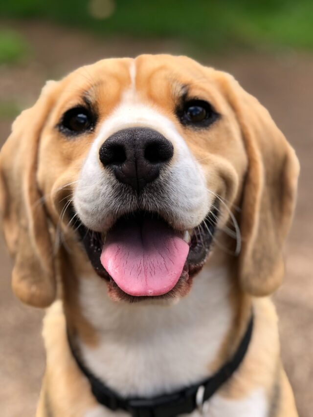 Top 3 Horoscope Dog Breeds