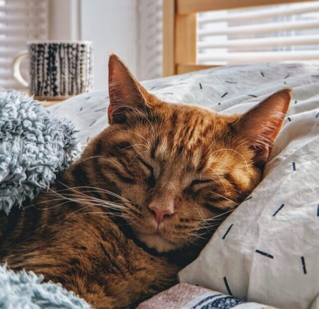 modcatshop-pdALzg0yN-8-unsplash (3)