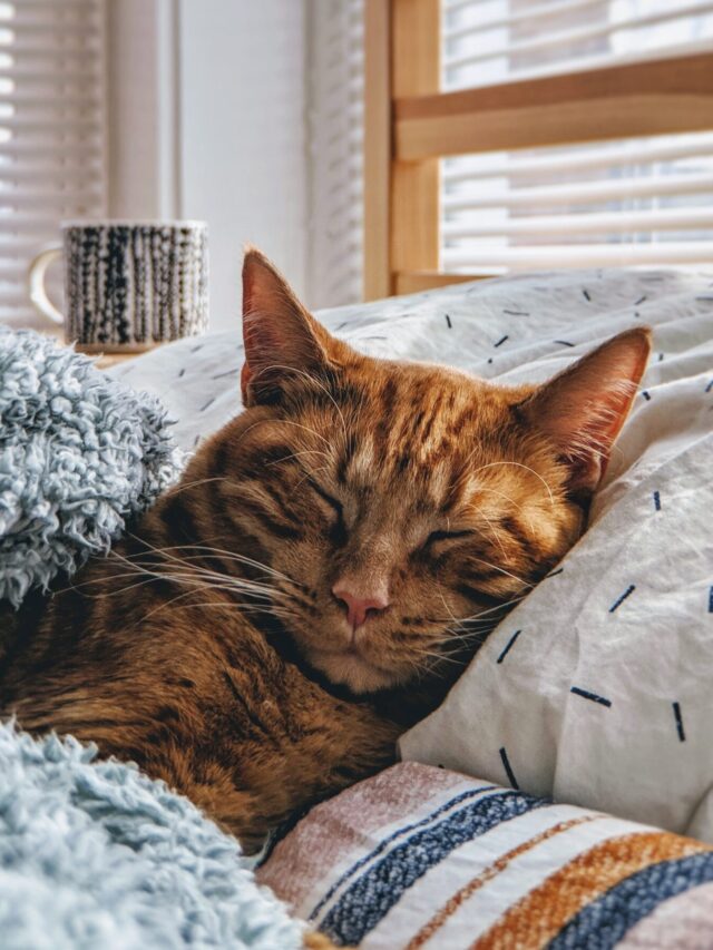 USA’s Most Aggressive Cats