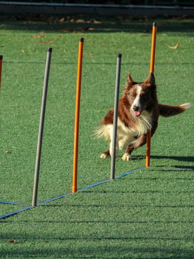How Much Exercise Your Dog Needs