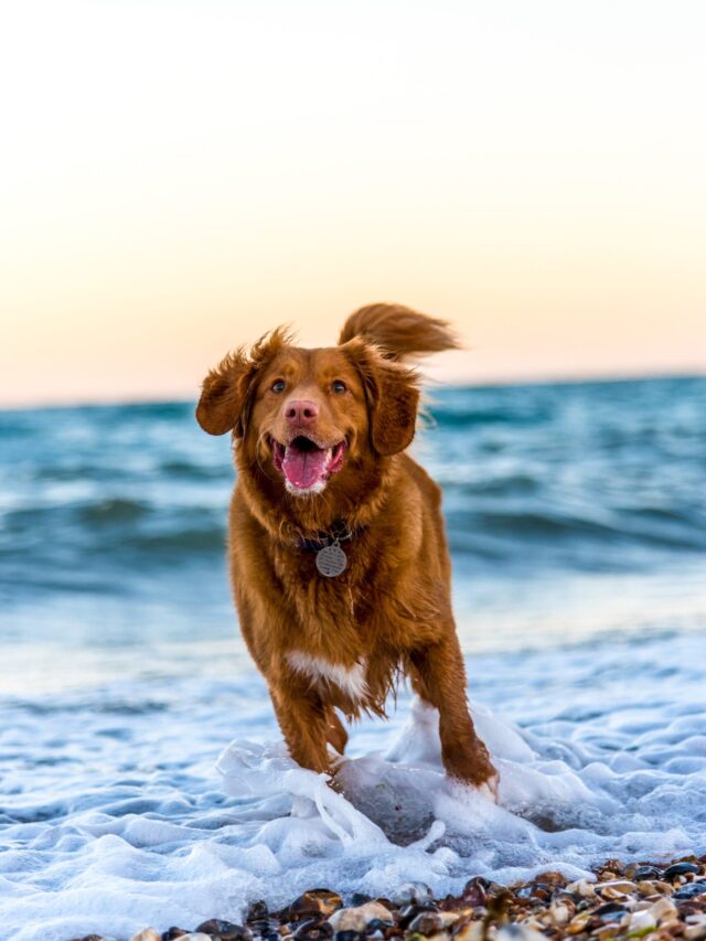 8 Reasons Dogs are Better than Cats