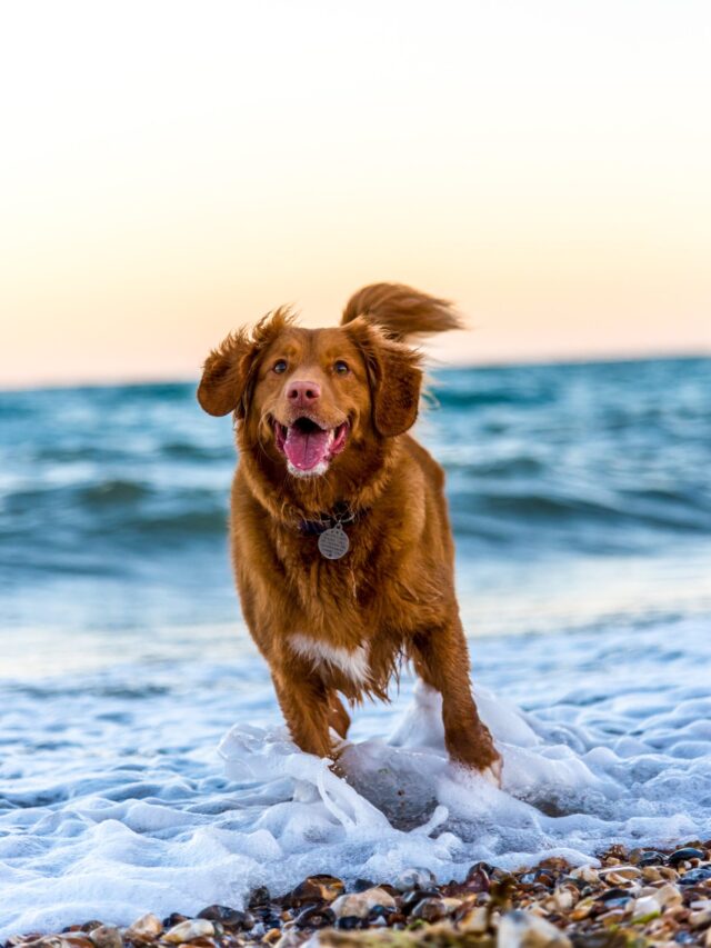 Historic German Dog Breeds