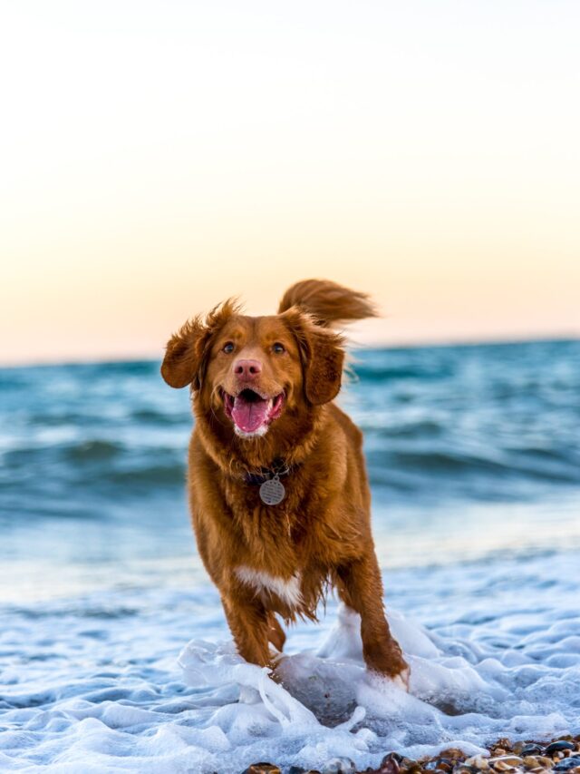 Top Large Dog Breeds