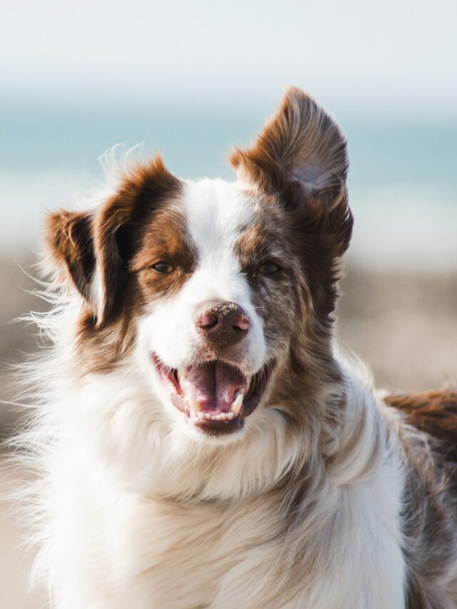 Surprisingly Loving Dogs