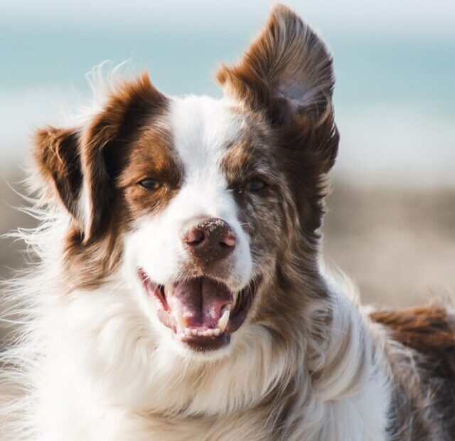 pauline-loroy-U3aF7hgUSrk-unsplash