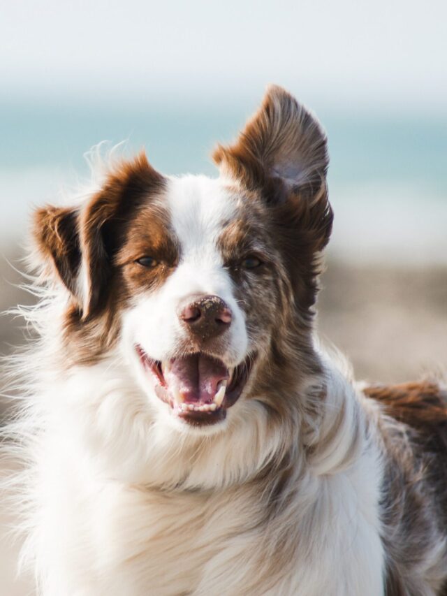 World’s Most Hypoallergenic Dogs