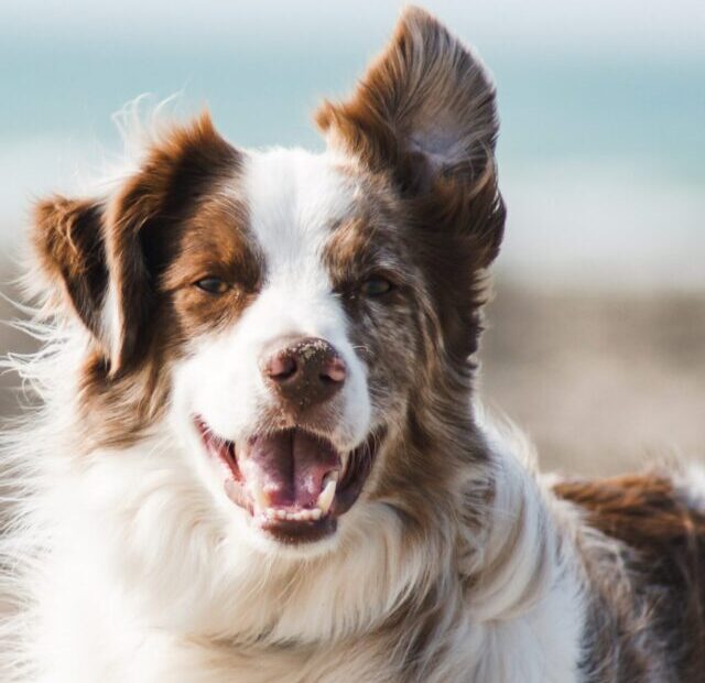 pauline-loroy-U3aF7hgUSrk-unsplash