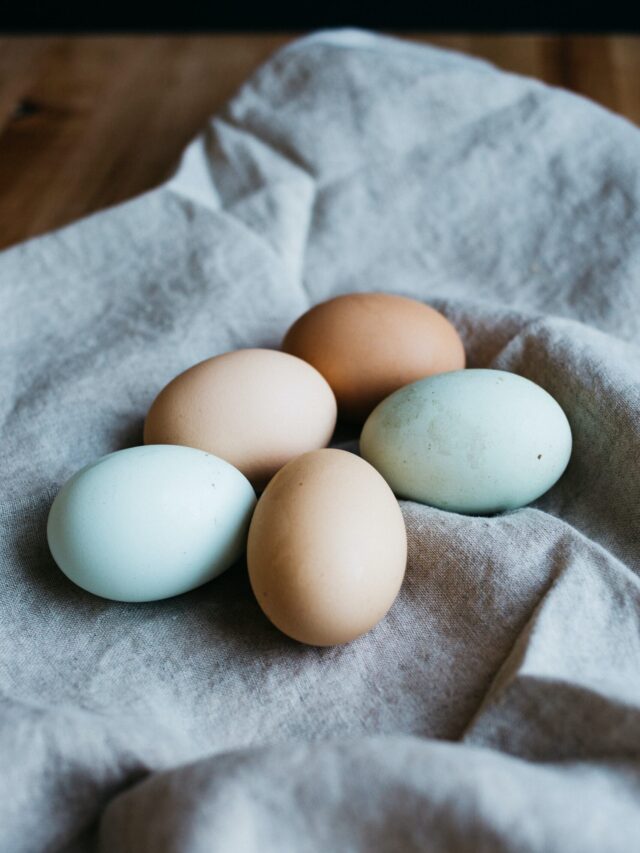 Can Dogs Eat Eggs? Vet Opinions