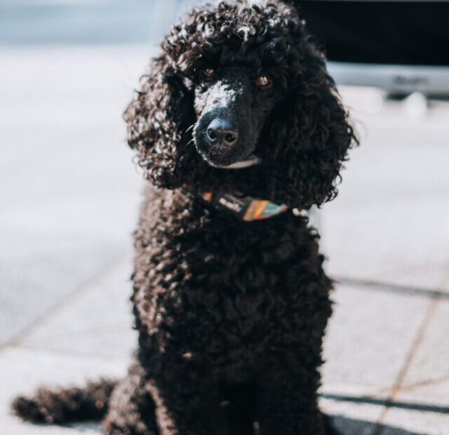 renate-dreyer-kfxuGrYo0Bs-unsplash