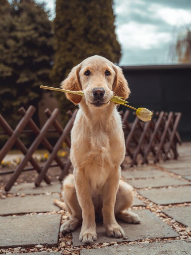 Terrier breeds you may not know