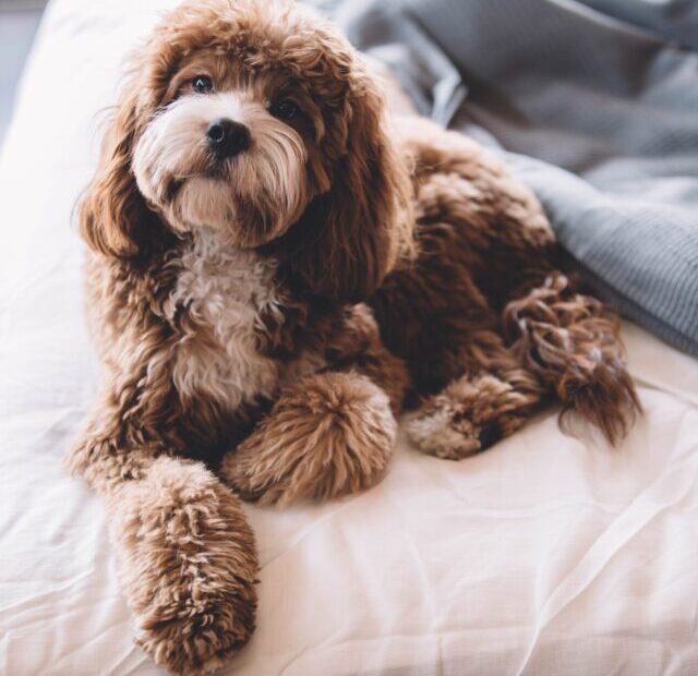 roberto-nickson-gRHEt2kF3NU-unsplash