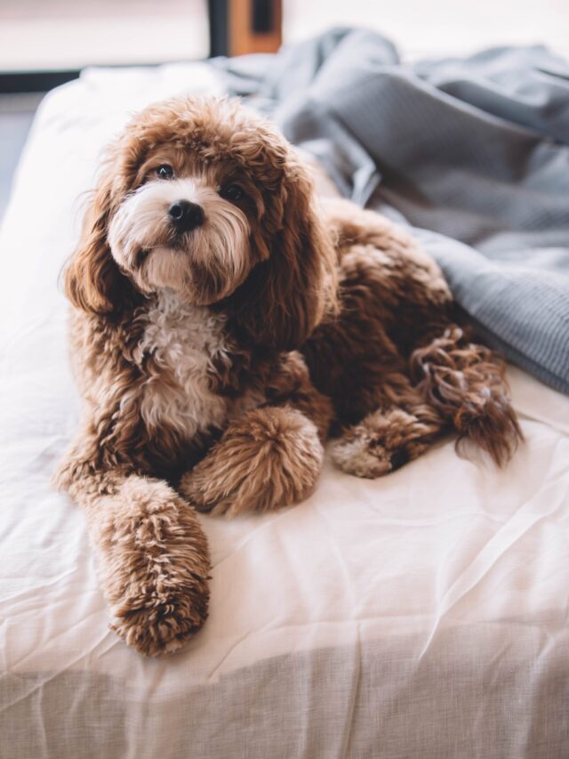 The Loyalest Dog Breeds