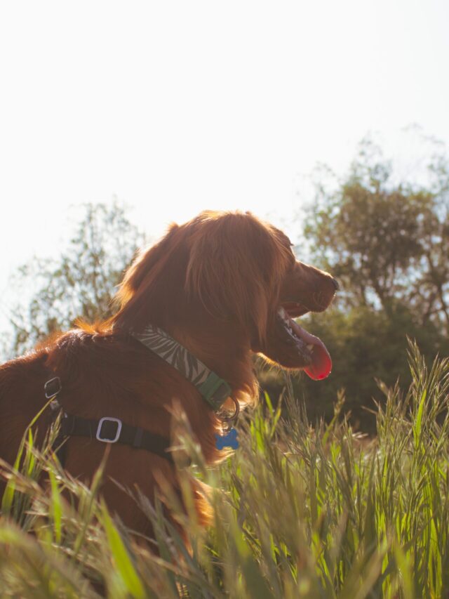 3 World’s Best Dogs for Hunting