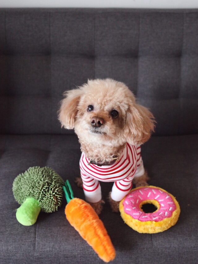 8 senior-friendly dog breeds