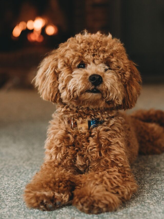 Dog Groomers Won’t Tell You