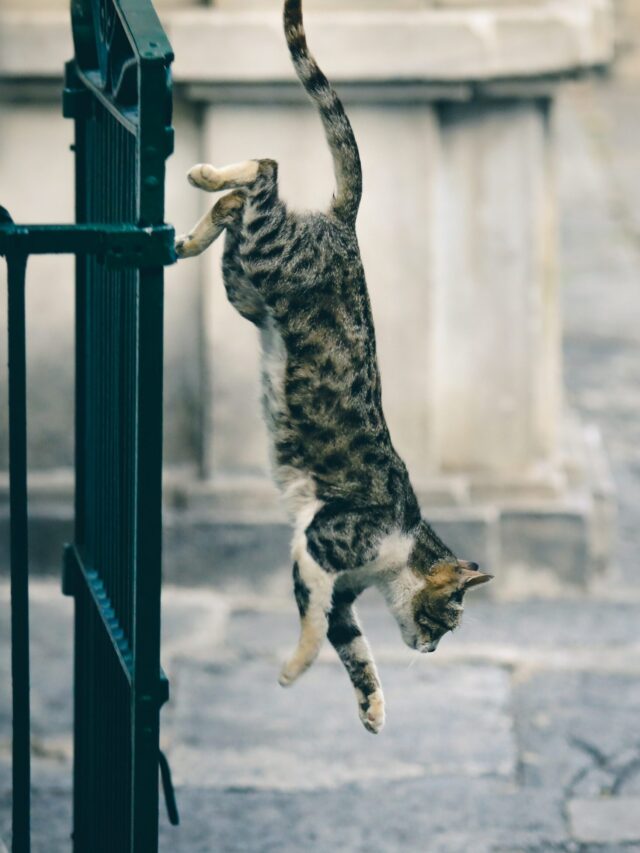 Is Your Cat Aggressive When Petted?