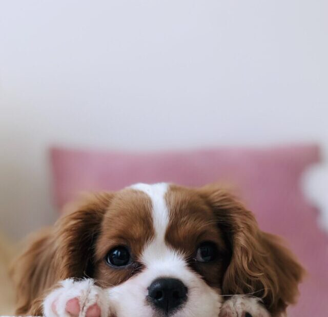 t-r-photography-TzjMd7i5WQI-unsplash