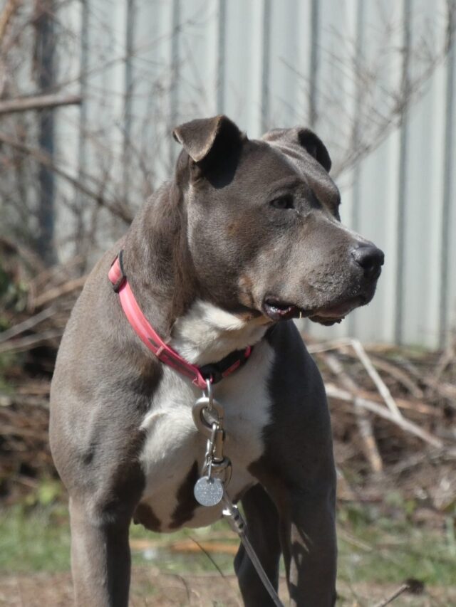 Pit Bull Puppies: Cute Photos and Facts