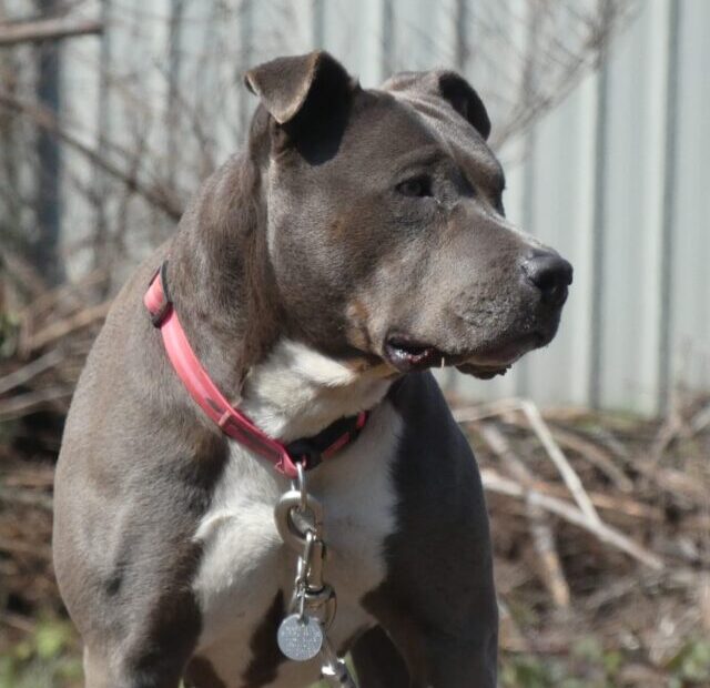 taylor-jade-3MxNS893RmI-unsplash