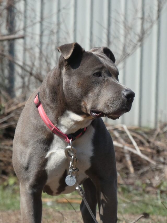 Experts’ Hardest Dogs to Train