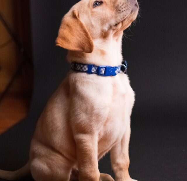 taylor-kopel-WX4i1Jq_o0Y-unsplash