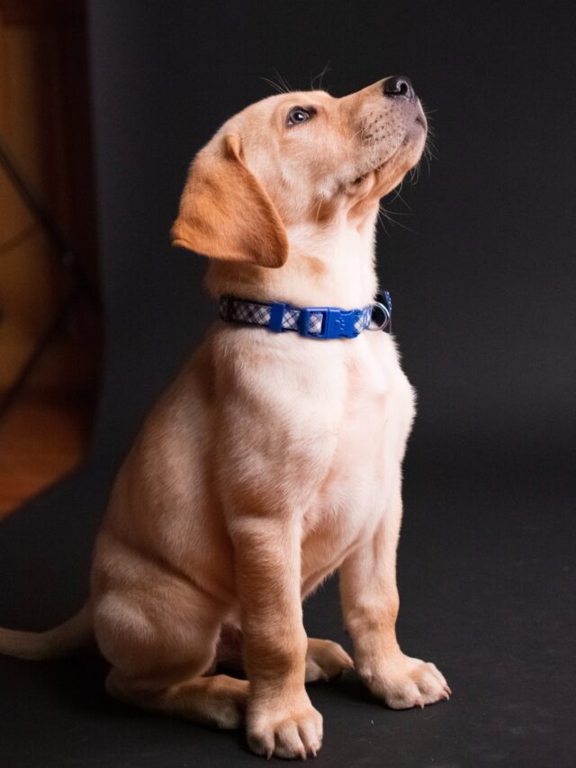 Dogs with the Shortest Lives