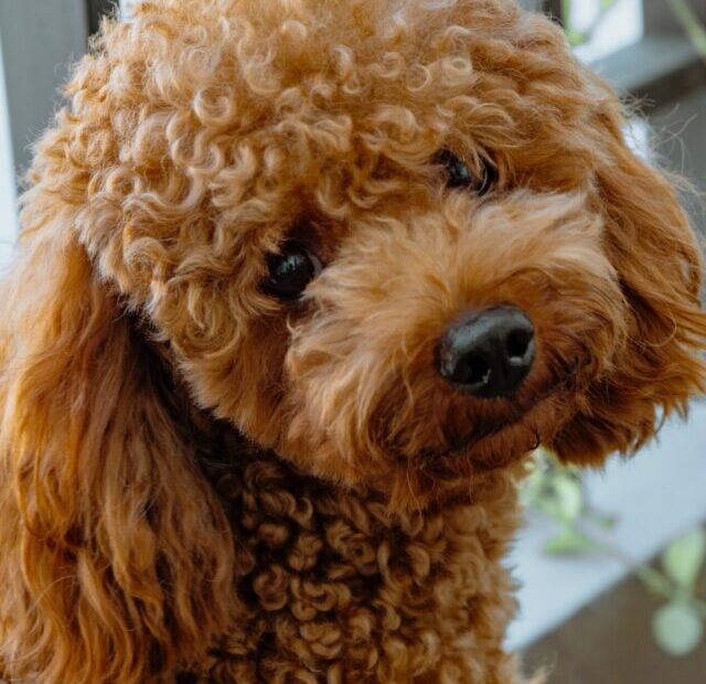 tra-tran-7dyBEQdAYdA-unsplash