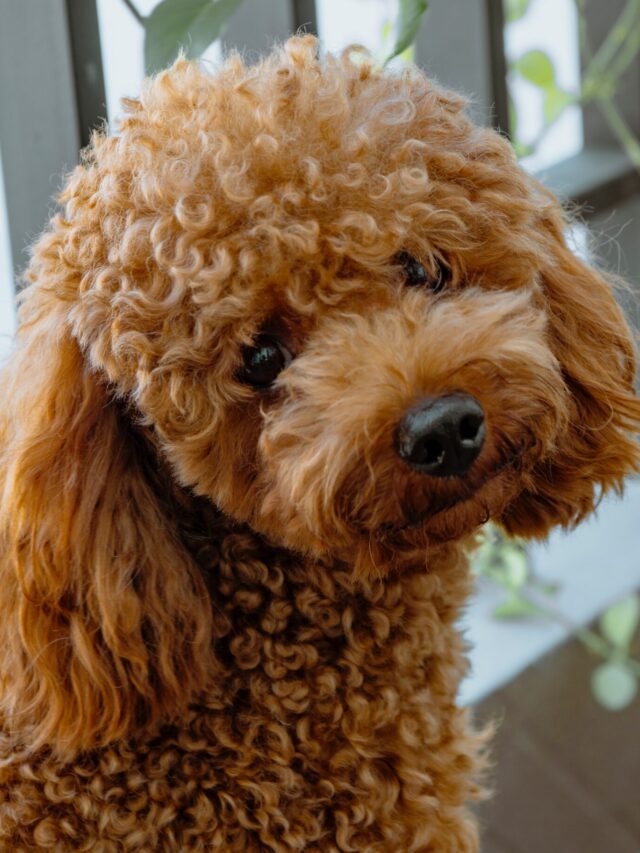 World’s Longest-Lived Dogs