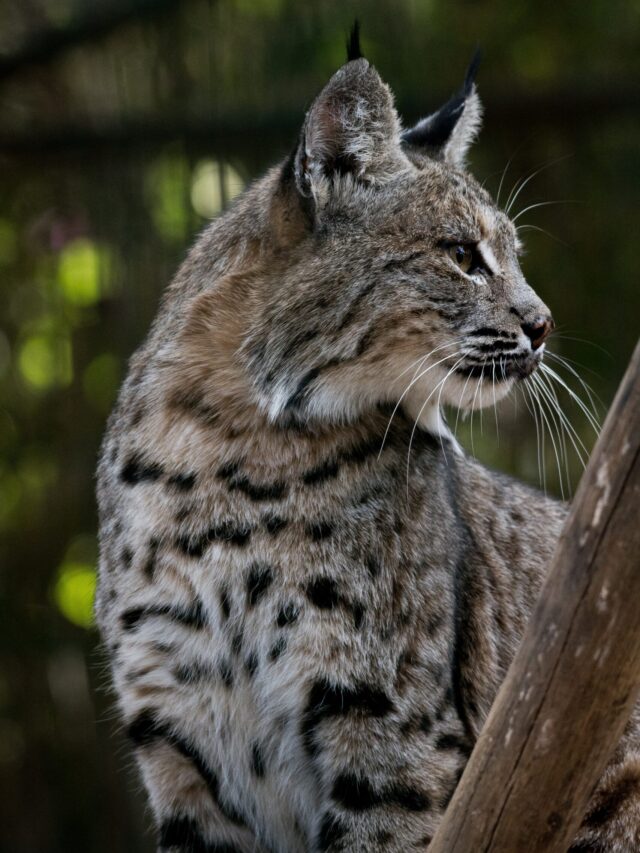 Long-Haired Cats With Amazing Locks